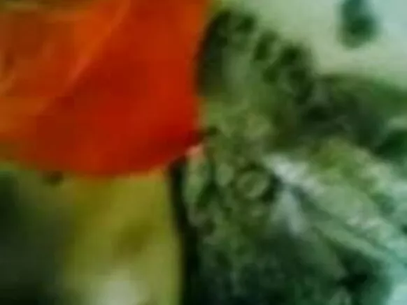 स्वीट टास्क शो और सास की चूत - जेपी शो स्पेशल सेक्सी फिल्म न्यूड फिल्म