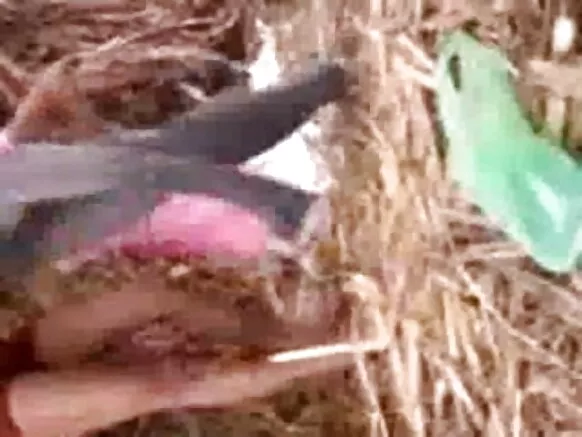 उत्तर भारत री हॉट छोरी आपरै सेक्सी नीली हिंदी प्रेमी रै सागै म्हारा प्रेमी री खेती रो आनंद लीनो